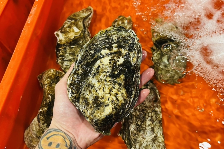 牡蠣 生蠔 差異