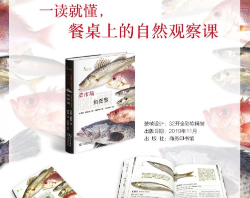 菜市場魚圖鑑：識別、選購與料理台灣常見魚種完整指南