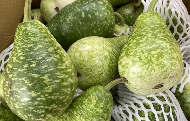 蒲瓜不能和什麼一起吃