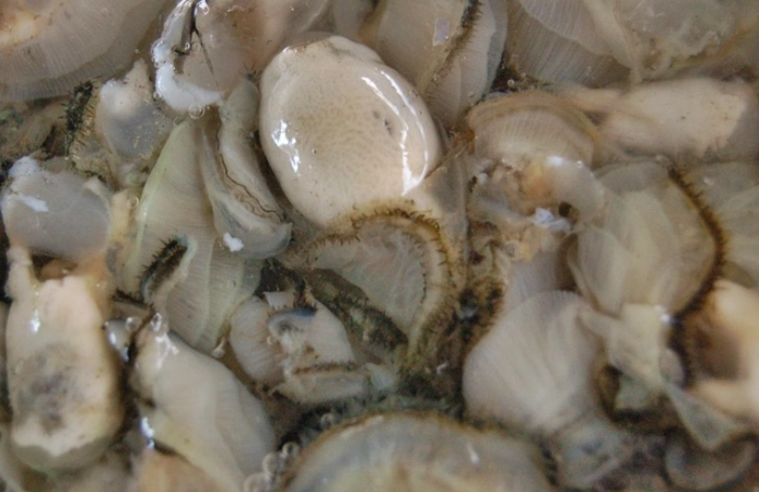 生蠣 生蠔 一樣嗎