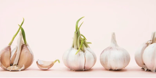 黑蒜頭發酵溫度