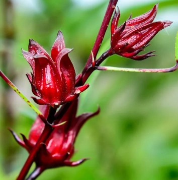 新鮮洛神花怎麼煮？3道零失敗食譜與關鍵處理技巧大公開