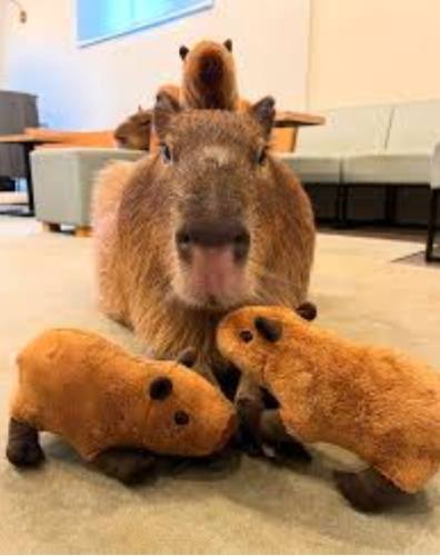 台灣水豚咖啡廳 台灣水豚咖啡廳