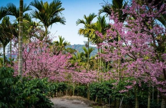 青山坪咖啡農場