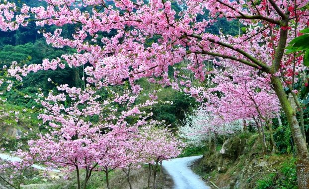 青山坪咖啡農場