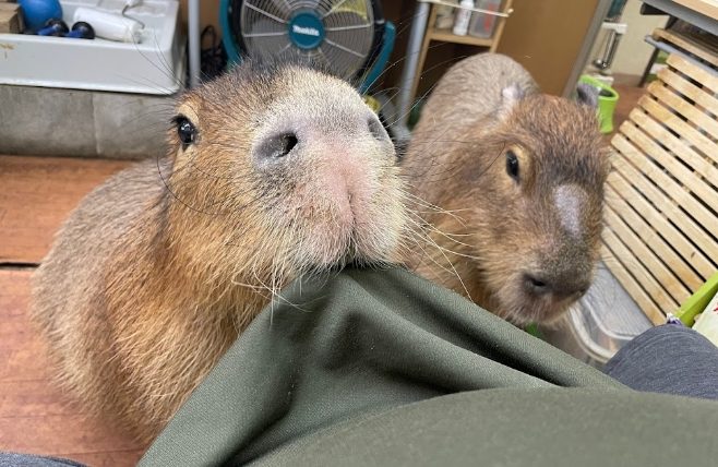 台灣水豚咖啡廳 台灣水豚咖啡廳