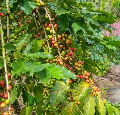 青山坪咖啡農場