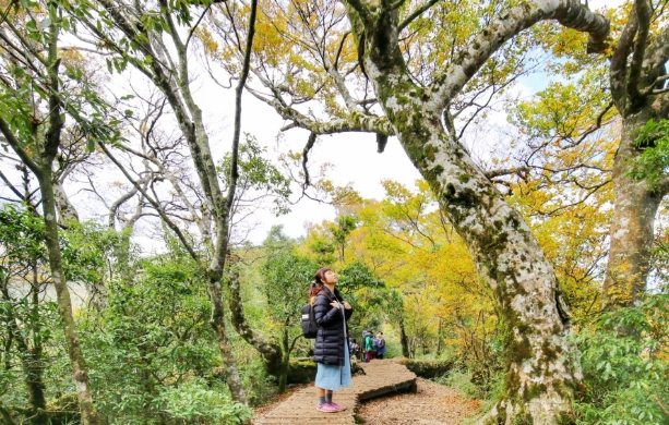 台灣山毛櫸國家步道