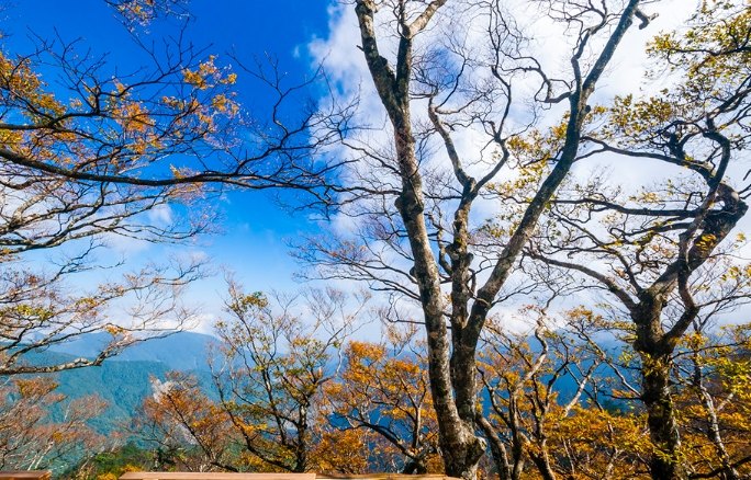 台灣山毛櫸國家步道