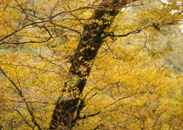 台灣山毛櫸國家步道