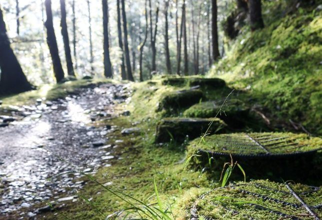 台灣山毛櫸國家步道