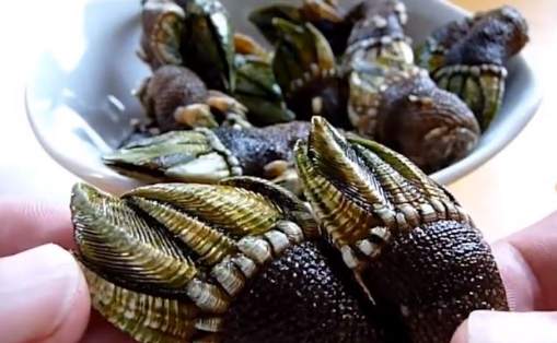 藤壺不可食部分