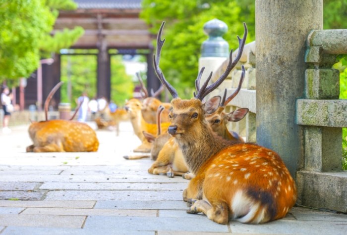 大阪旅遊行程安排