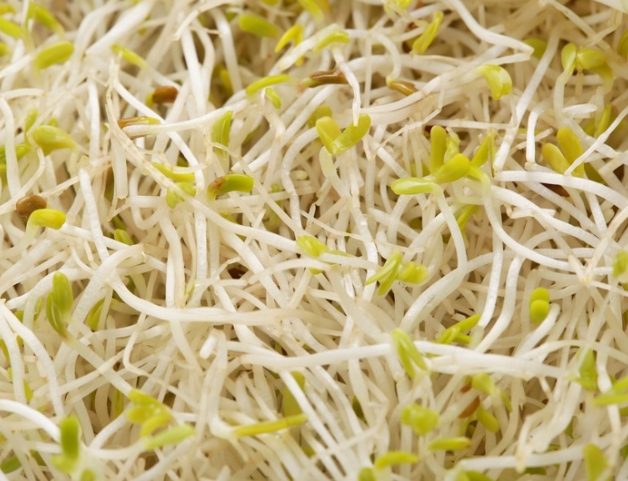 苜蓿芽食譜 苜蓿芽食譜