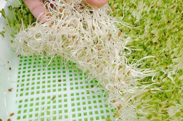 苜蓿芽種植 苜蓿芽種植