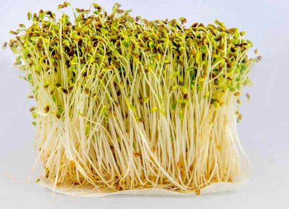 苜蓿芽種植 苜蓿芽種植