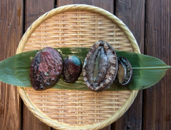 九孔鮑台灣產地