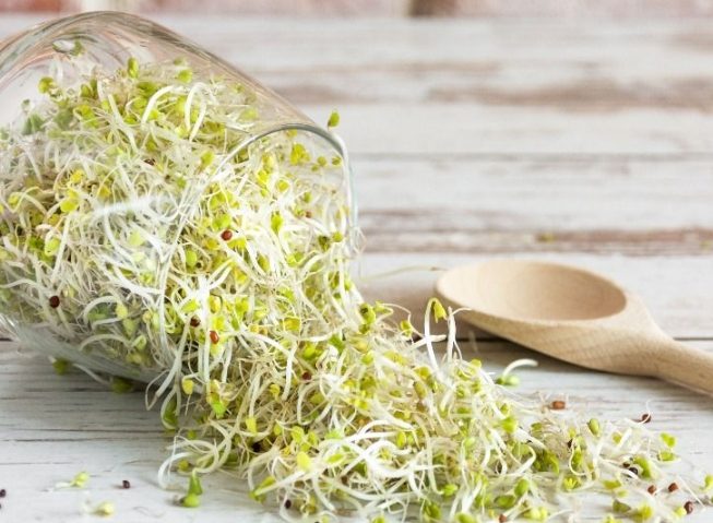 苜蓿芽食譜 苜蓿芽食譜