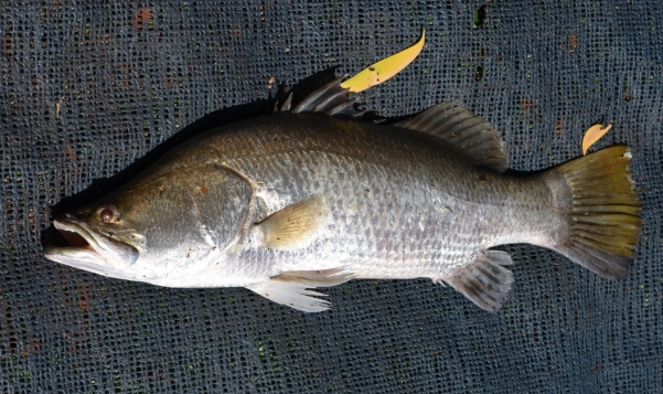 家常魚湯做法 家常魚湯做法