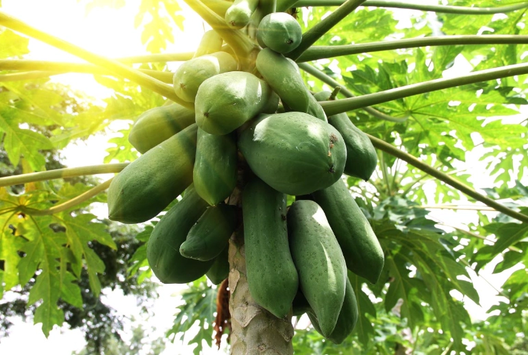 豐胸湯品做法 豐胸湯品做法