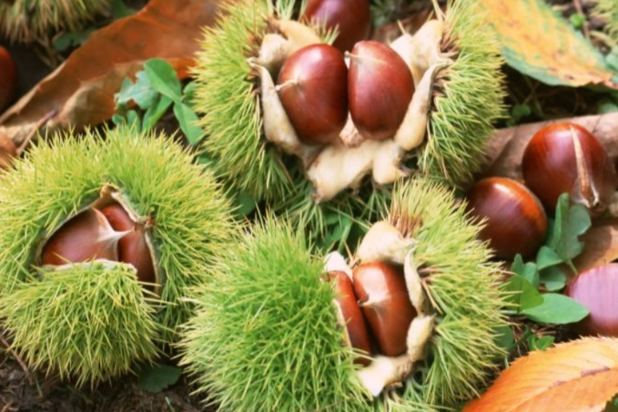 栗子過敏 栗子過敏