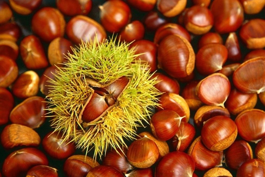 栗子癌症防治 栗子癌症防治