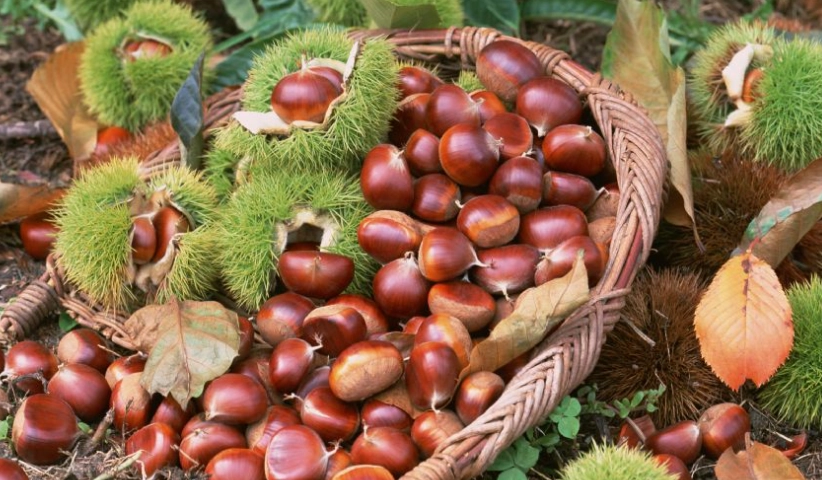 栗子消化不良 栗子消化不良