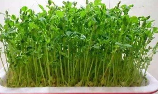 苜蓿芽種植方法 苜蓿芽種植方法