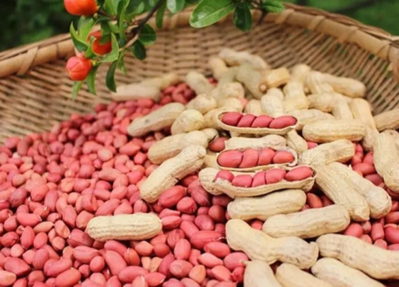 花生營養價值
