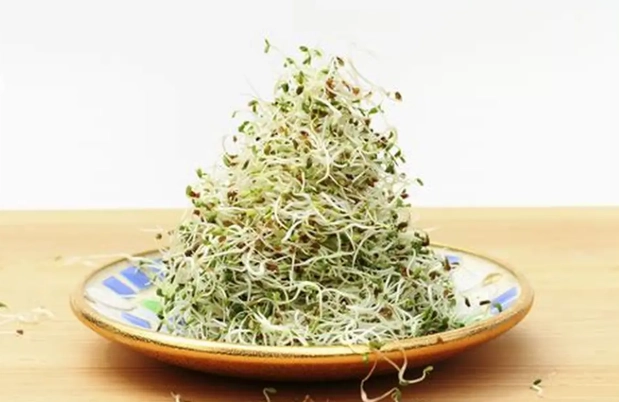 苜蓿芽栽培指南 苜蓿芽栽培指南