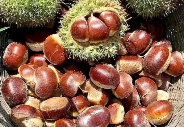 栗子過敏 栗子過敏