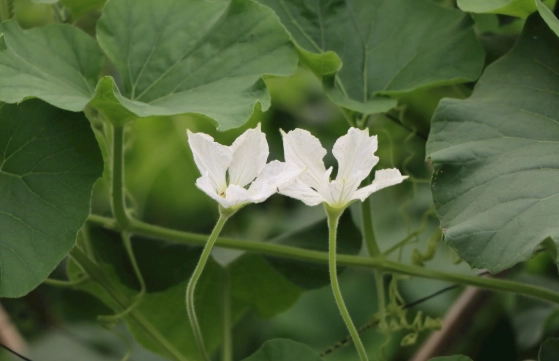 葫蘆瓜營養價值