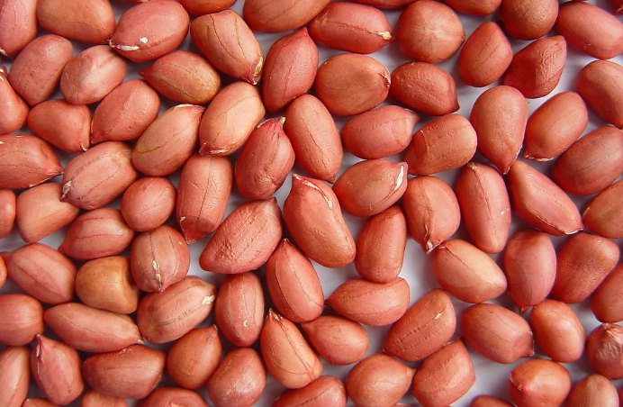 花生營養中醫觀點 花生營養中醫觀點