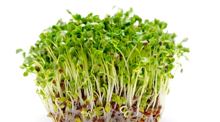 苜蓿芽健康風險 苜蓿芽健康風險