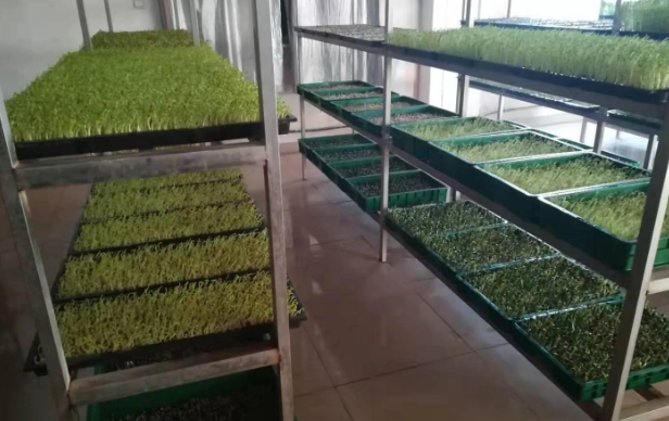 苜蓿芽種植方法 苜蓿芽種植方法