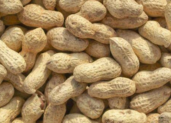 中醫花生養生 中醫花生養生