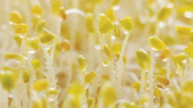 苜蓿芽食用注意事項 苜蓿芽食用注意事項