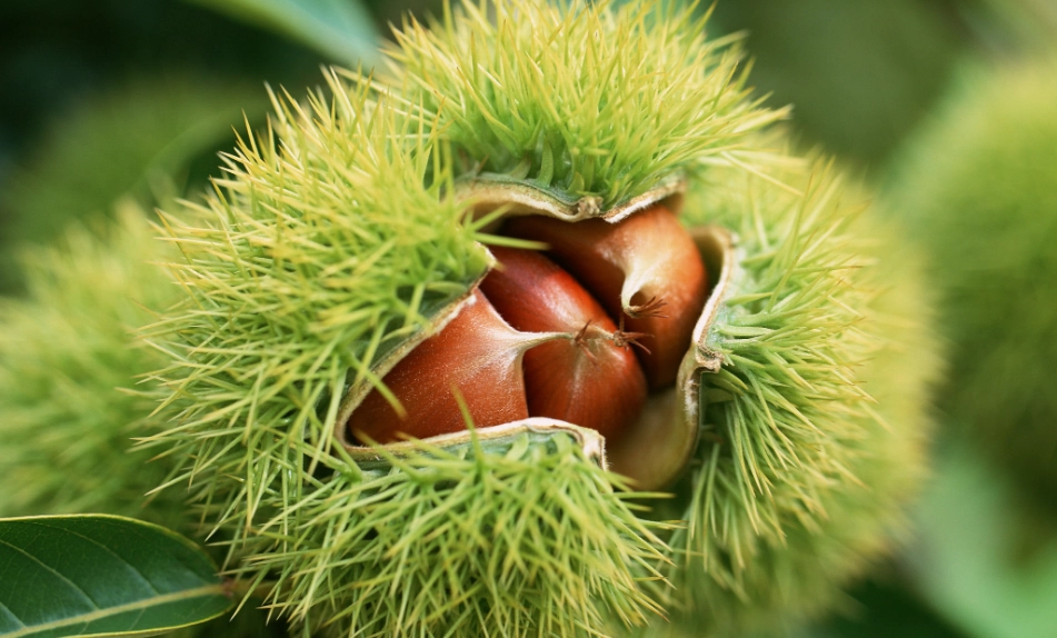 栗子癌症症狀 栗子癌症症狀