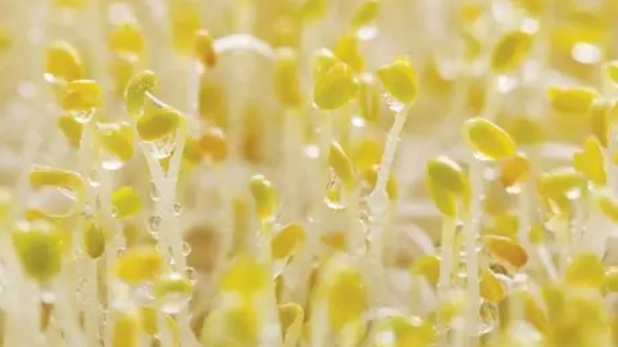 如何種苜蓿芽 如何種苜蓿芽