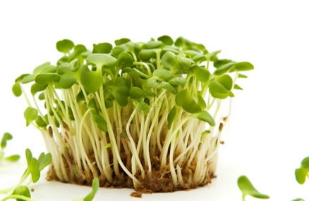 苜蓿芽長大技巧