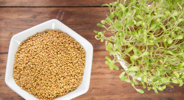 如何種苜蓿芽 如何種苜蓿芽