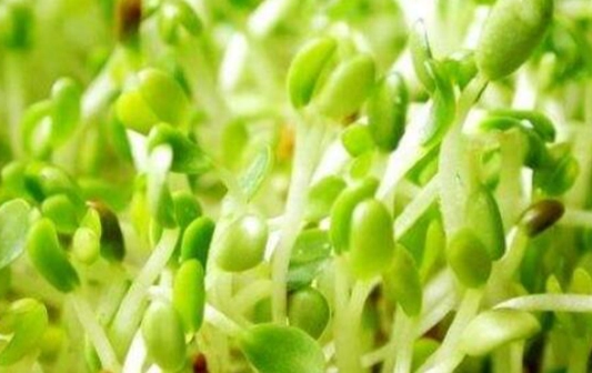 苜蓿芽健康風險 苜蓿芽健康風險