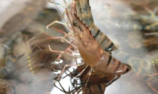 草蝦 淡水 海水