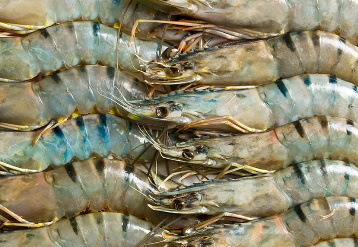 草蝦 淡水 海水