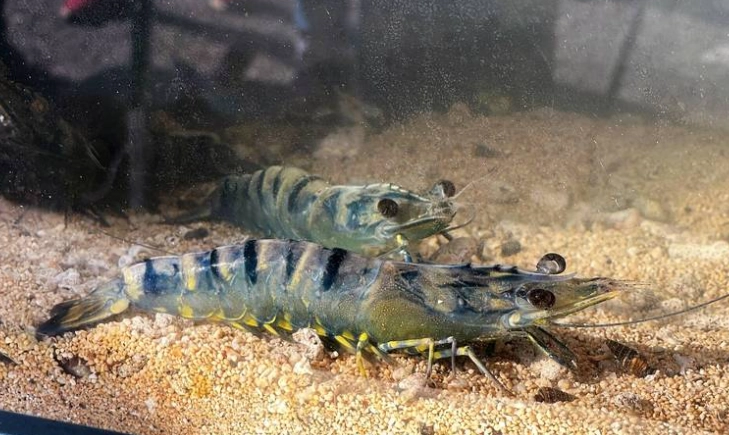 草蝦 淡水 海水