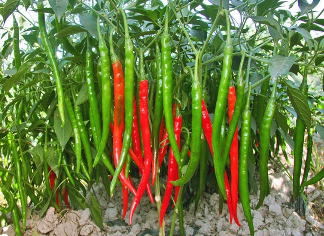 青陽辣椒辣度比較
